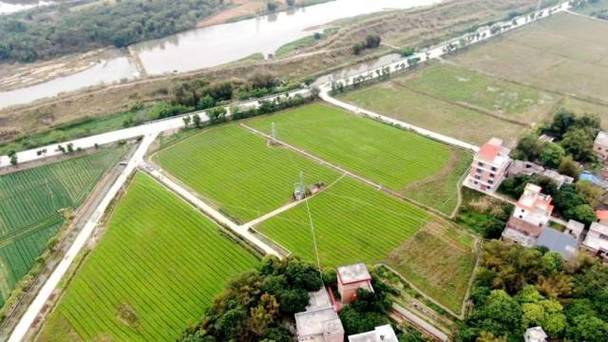 三点,在三坑镇竹楼村蔬菜种植基地,20多名工人正忙着采摘生菜,收割