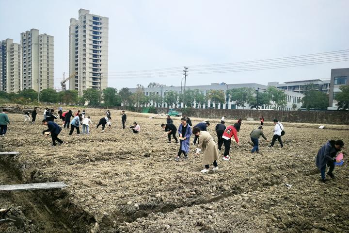 播撒种子、下地覆土…嘉兴首个“大学生劳动实践教育基地”成立，让青春在泥土里扎根